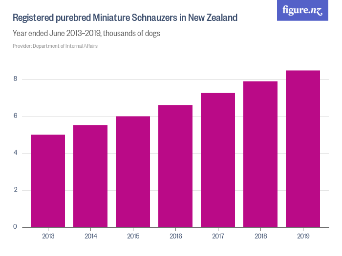 registered_pure_bred_miniature_schnauzers_in_new_zealand